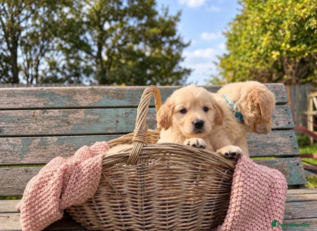Golden Retriever dogs for sale: Beautiful KC Puppies No Endorsements  - Advert 2