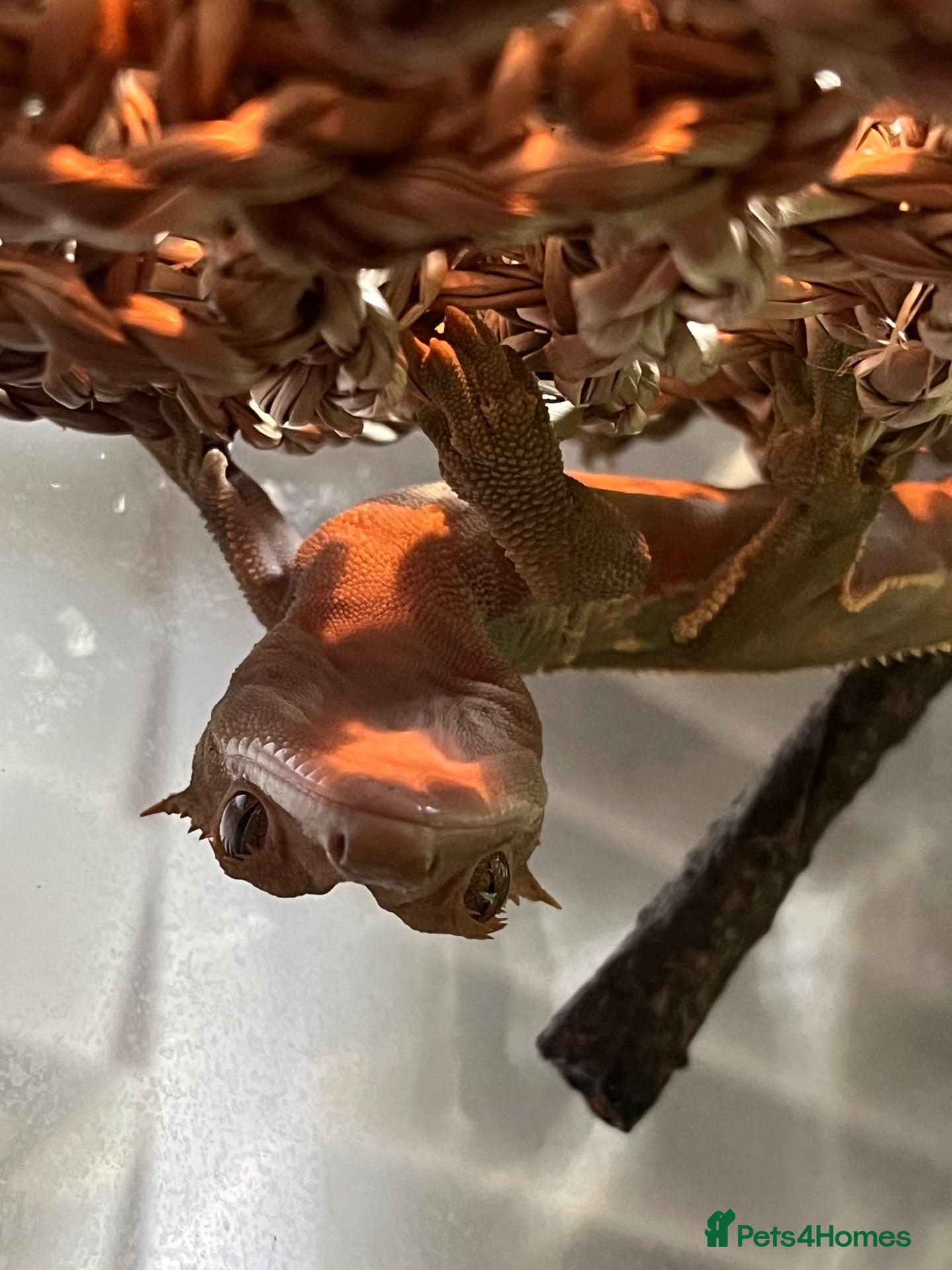 Gecko reptiles Crested gecko looking for a new home 🦎 - Advert 6
