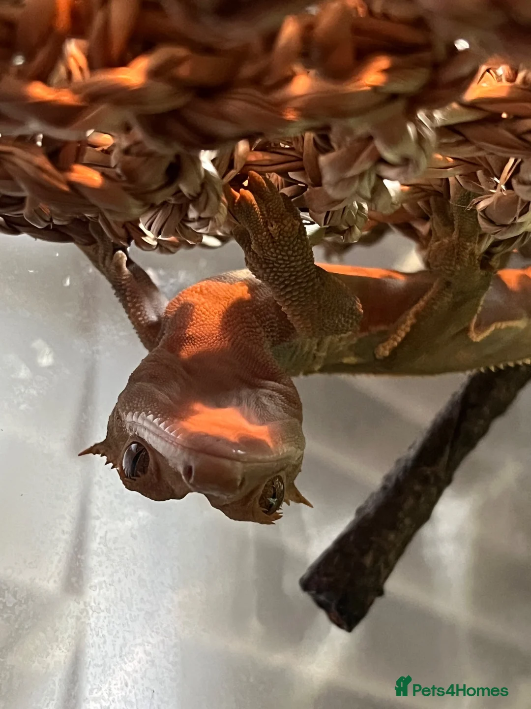 Gecko reptiles for sale: Crested gecko looking for a new home 🦎 - Advert 1