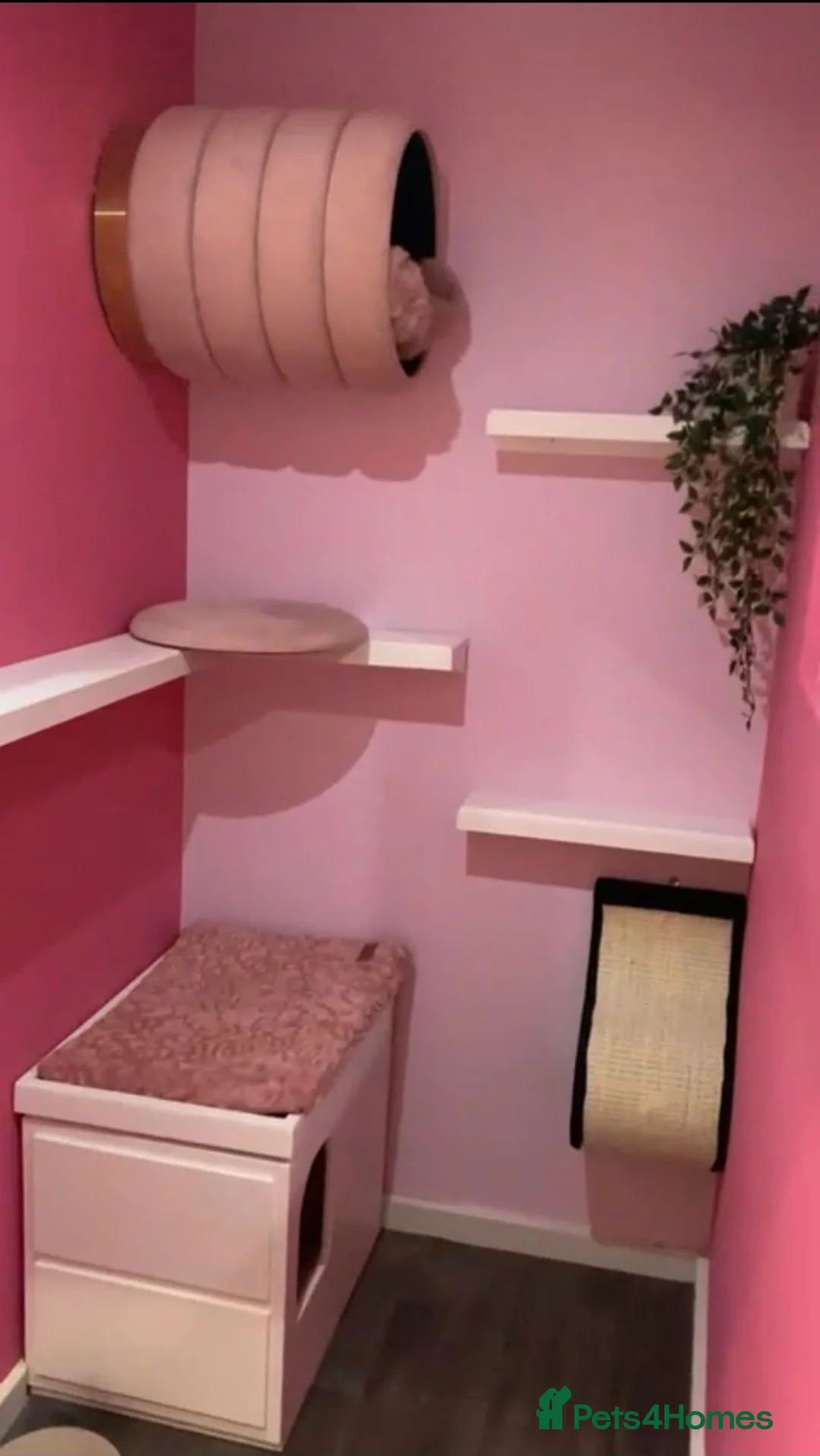 Ragdoll cats for stud: LARGE STUD (bluepoint) PROVEN in Brighouse - Advert 10