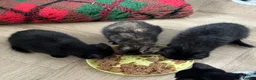 Mixed Breed cats for sale: KITTENS FOR SALE - Advert 3