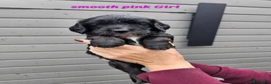 Pink collar girl 