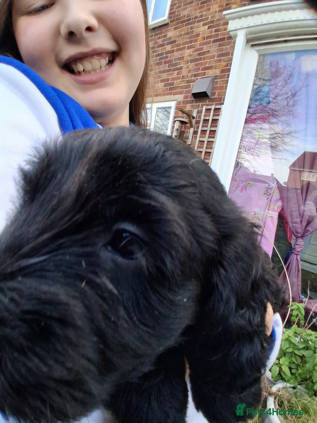 Cockapoo dogs for sale: Stunning cockerpoo puppies ready mid March - Advert 12