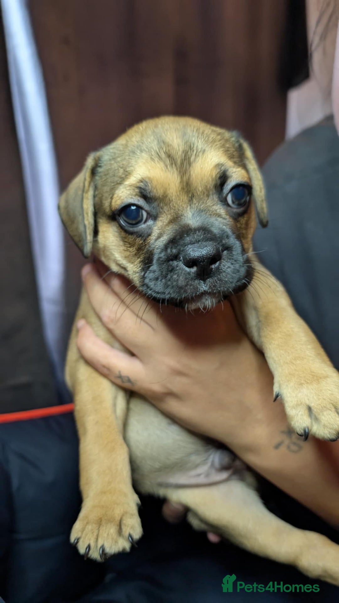 Mixed Breed dogs for sale: Frenchie x pups  - Image 9