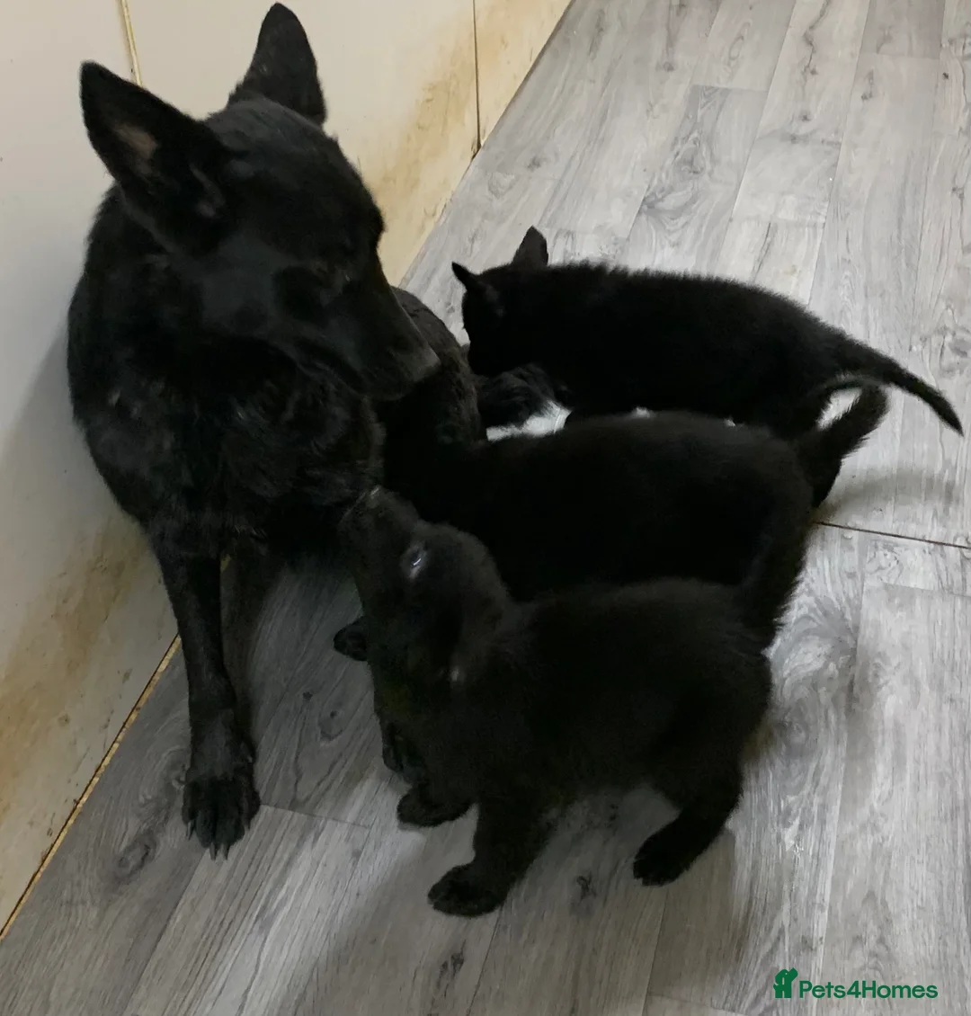 German Shepherd dogs for sale: German shepherd puppies - Advert 10
