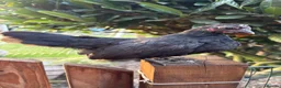Chickens poultry for sale: Serama chickens for sale  - Advert 7