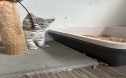 British Shorthair cats for sale: Gorgeous blue  British shorthairs  - Image 6