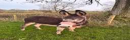 Other Breed horses for sale: 2 Female Donkeys for Sale - Advert 3