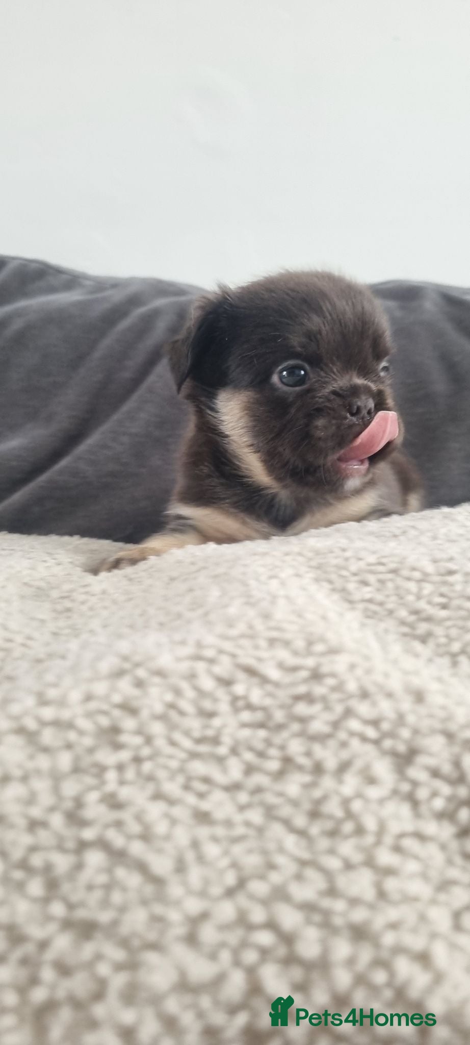 French Bulldog dogs Chocolate French Bulldog puppies - Advert 2