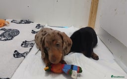 Miniature Dachshund dogs for sale: 3 left mini dachshund BOYS KC READY NOW   - Image 16