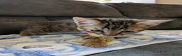 Bengal cats for sale: Bengal cross Kittens seeking forever homes - Advert 3