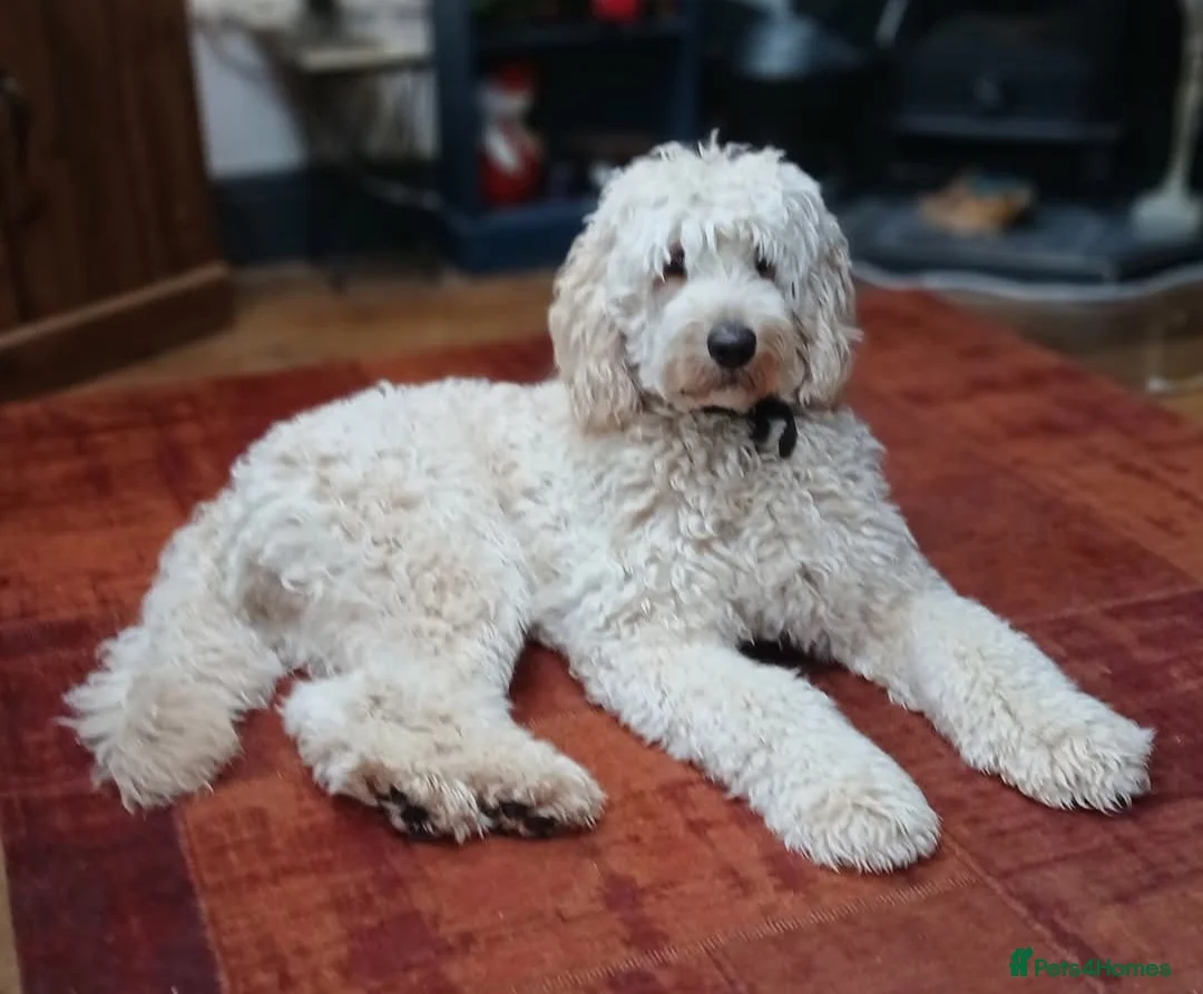 Double Doodle dogs for stud: Proven Ultimate Double Doodle for stud - Advert 1