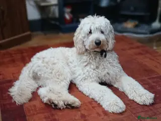 Double Doodle dogs Proven Ultimate Double Doodle for stud - Advert 1