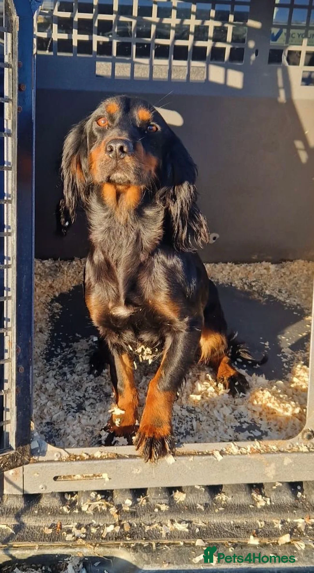 Cocker Spaniel dogs for sale: Gorgeous cocker spaniel  - Advert 2