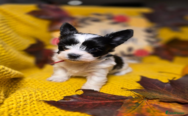 Yorkshire Terrier dogs - Advert 1