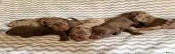 Miniature Dachshund dogs for sale: Smooth haired miniature Daschund babies in Liverpool - Advert 35