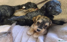 Cockapoo dogs for sale: Super Socialised F1 Cockapoo Puppies. DNA TESTED.  - Image 21