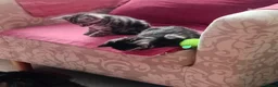 British Shorthair cats for sale: Gorgeous kittens in Edinburgh - Advert 5
