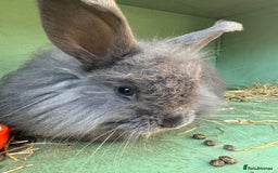 Angora rabbits for sale: Two male angora rabbits for sale £100 each  - Image 2