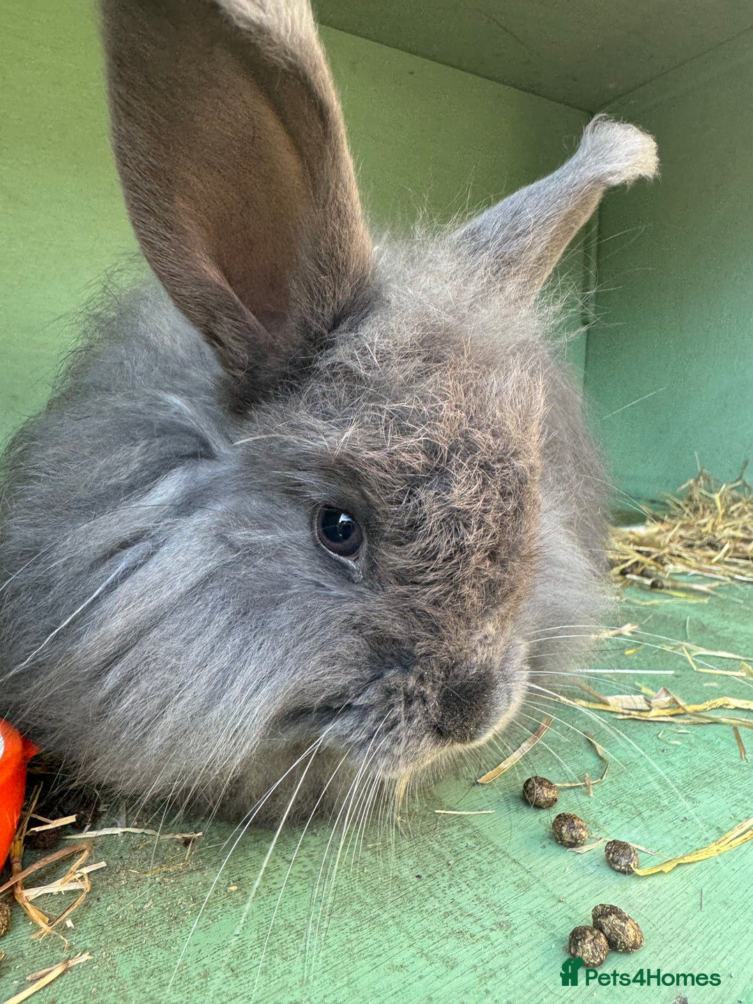 Angora rabbits for sale: Two male angora rabbits for sale £100 each  - Image 2