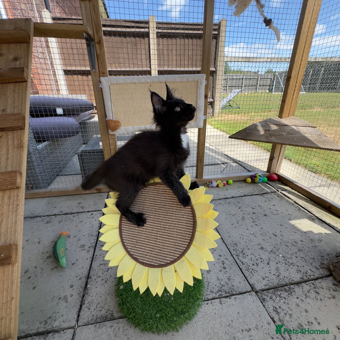 Maine Coon cats for sale: Ready Now! Conancoon GCCF Registered Maine Coon - Image 32