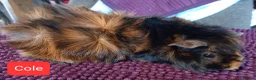 Guinea Pig rodents for sale: Aby type pet boars - Advert 9