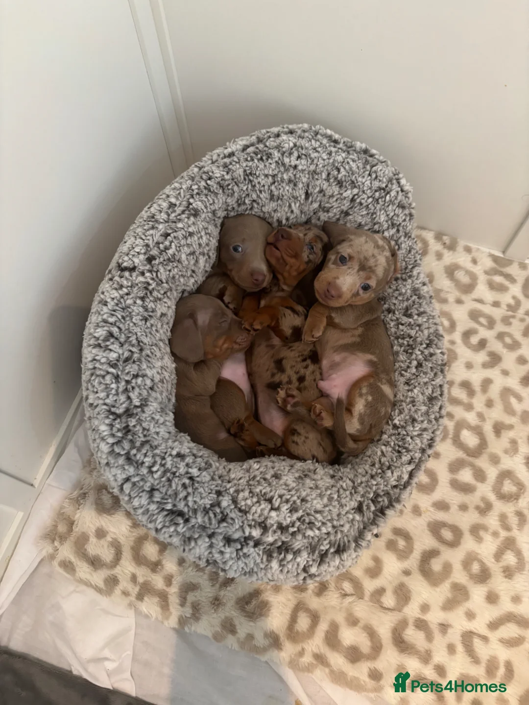 Miniature Dachshund dogs for sale: KC registered miniature dachshunds - Advert 2
