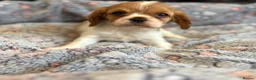 Cavalier King Charles Spaniel dogs for sale: Ruby&blenheim puppies  - Advert 12