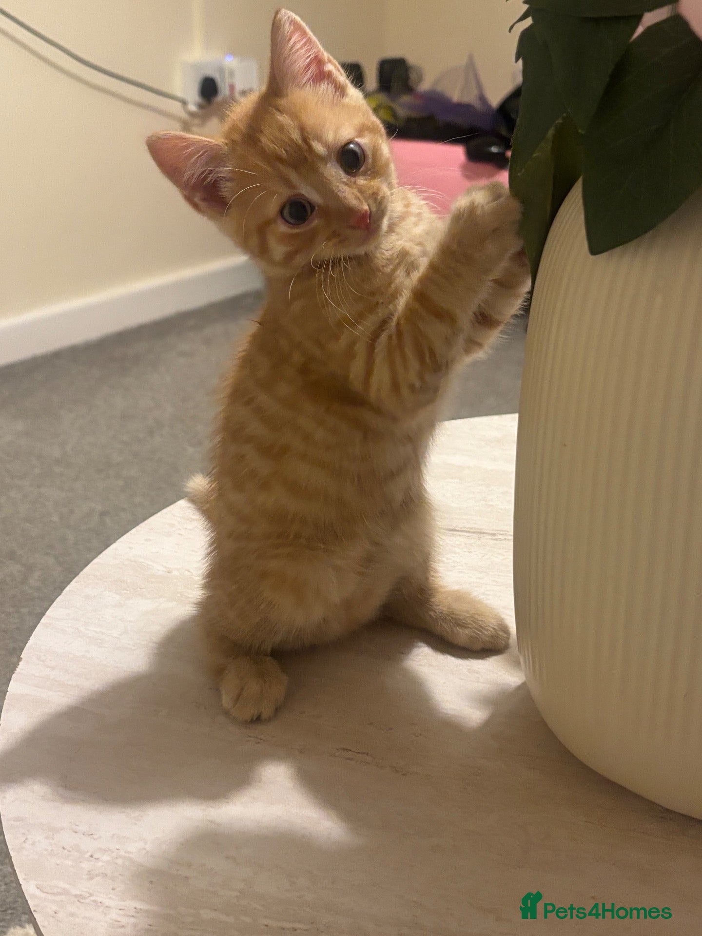 Domestic Shorthair cats for sale: 6 gorgeous kittens looking for loving home - Advert 2