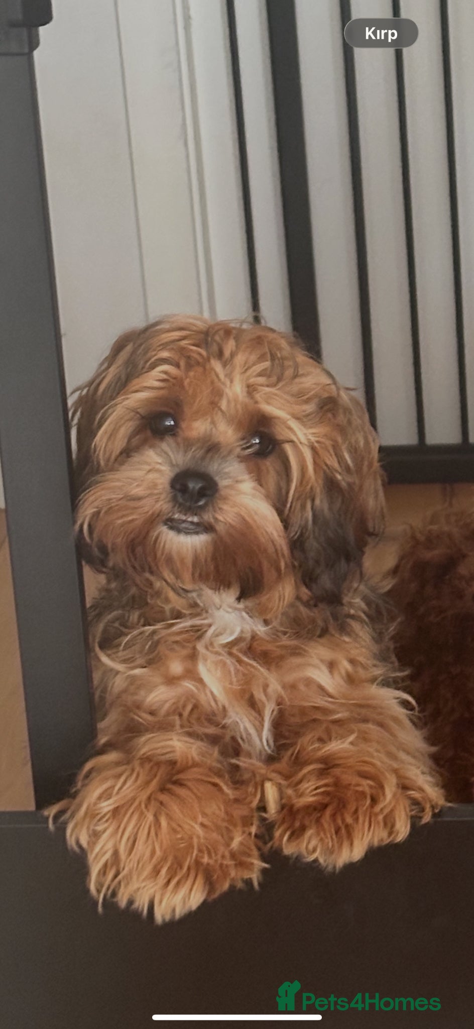 Shihpoo dogs VICTORIA/ Shihpoo/ 6 months old - Advert 1