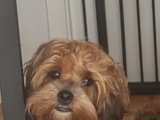 Shihpoo dogs VICTORIA/ Shihpoo/ 6 months old - Advert 11