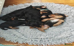 Yorkshire Terrier dogs for sale: Yorkshire Terrier Puppies  - Image 8