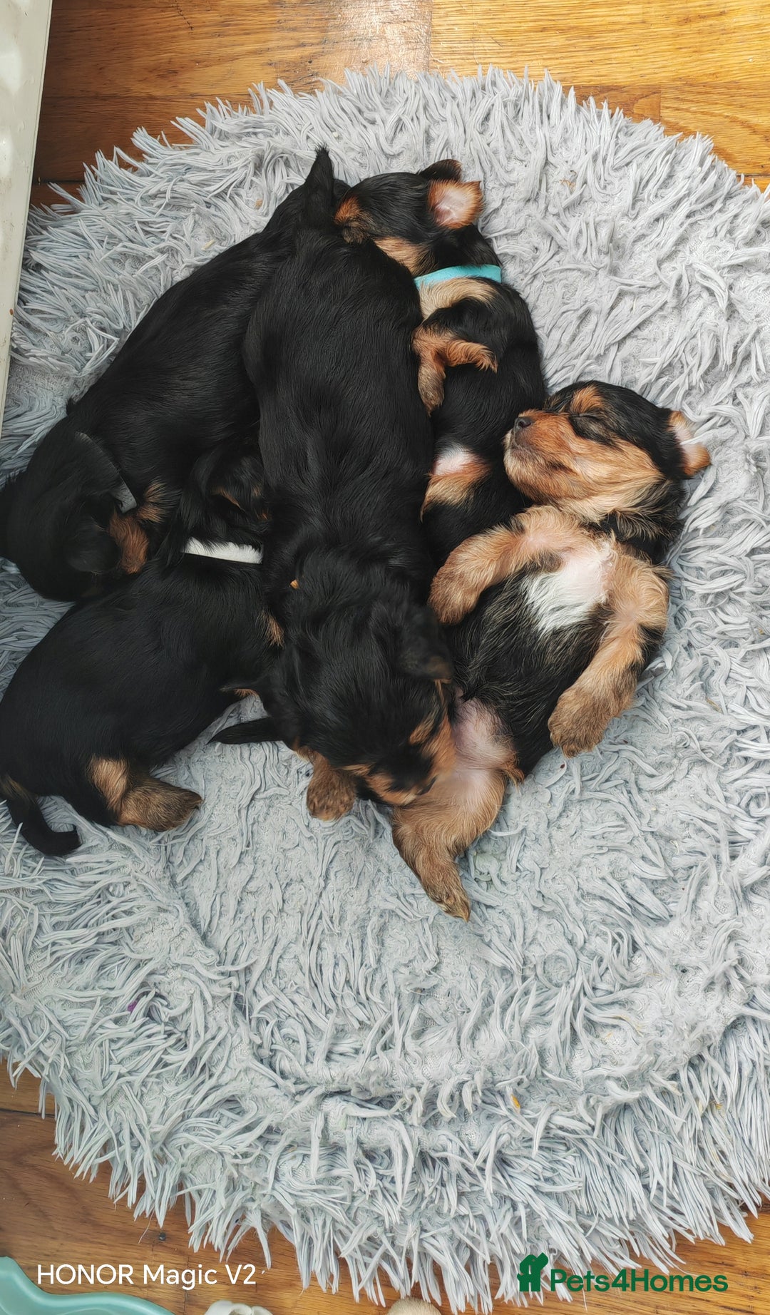 Yorkshire Terrier dogs for sale: Yorkshire Terrier Puppies  - Image 8