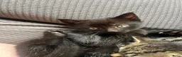 Mixed Breed cats for sale: Kittens for sale  in Boston - Advert 3