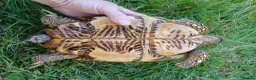 Tortoise reptiles for sale: Adult Breeding FEMALE INDIAN STAR TORTOISE  - Advert 7
