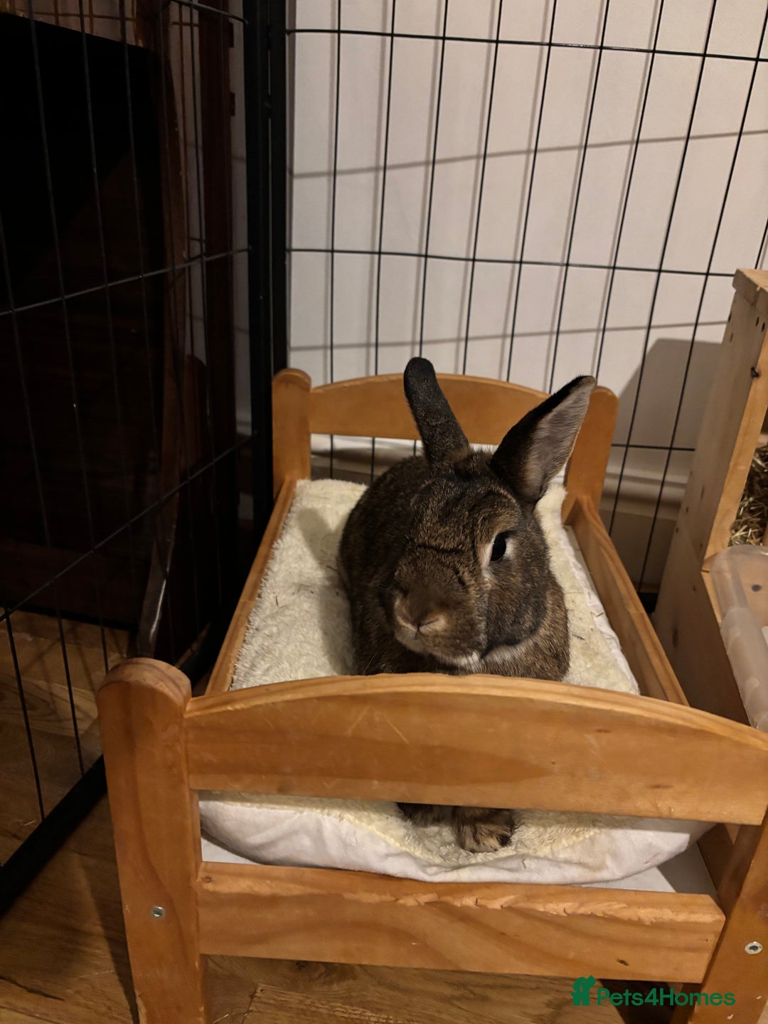 Mixed Breed rabbits for sale: Bean (looking for a bunny wife) - Image 2