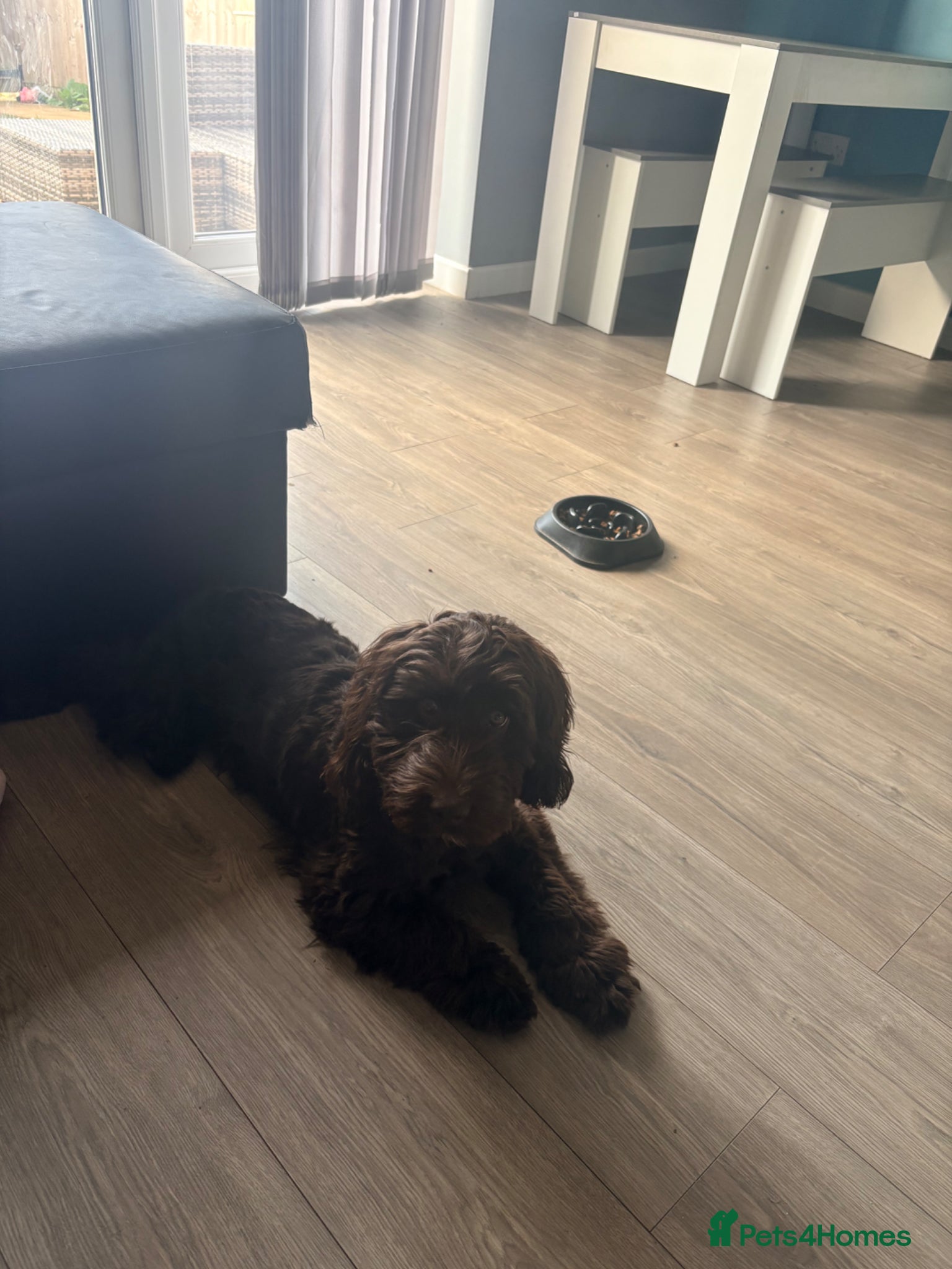 Cockapoo dogs Benio - Advert 1