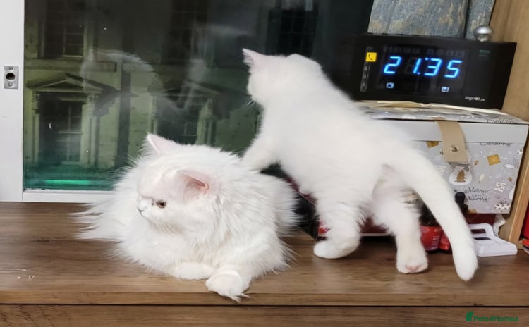 British Shorthair cats for sale in London - Advert 1