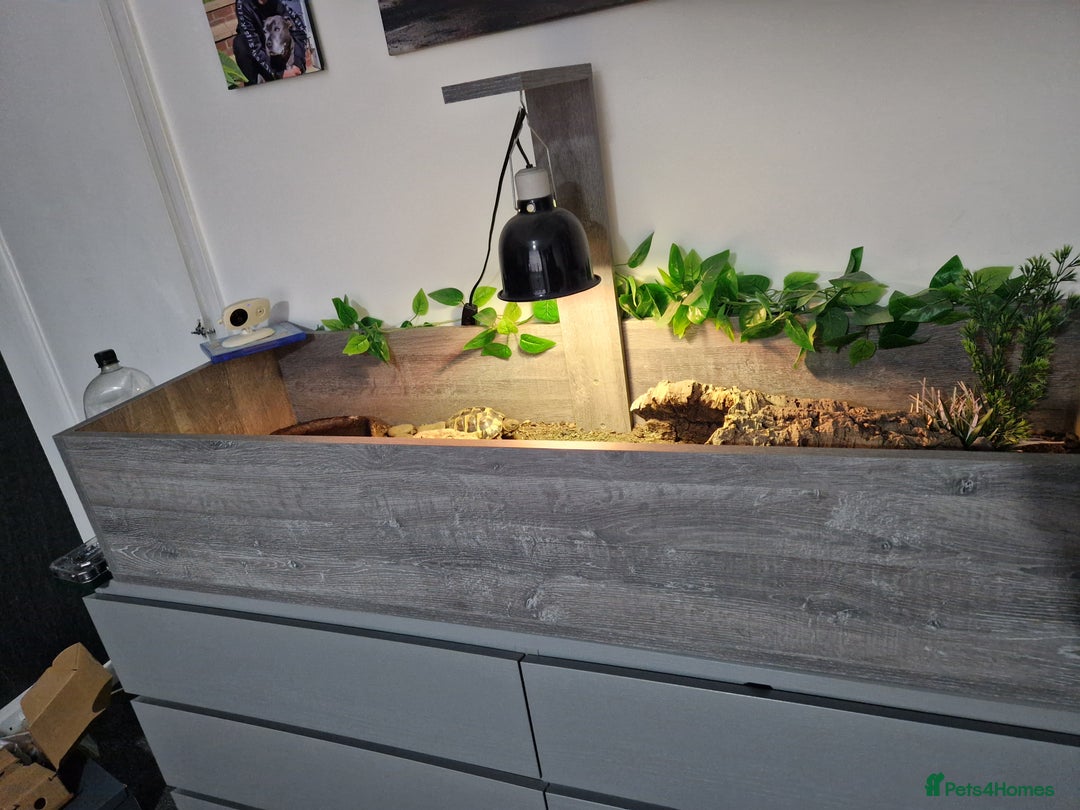 Hermann Tortoise reptiles for sale: Herman tortise  - Advert 2