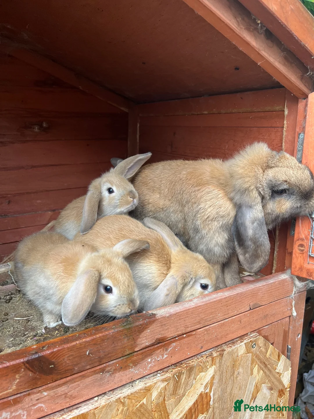 Mini Lop rabbits for sale: Beautiful Mini Lops - Advert 5