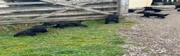 Flat coated Retriever dogs for sale: Fabulous litter of flatcoated retriever puppies - Advert 6
