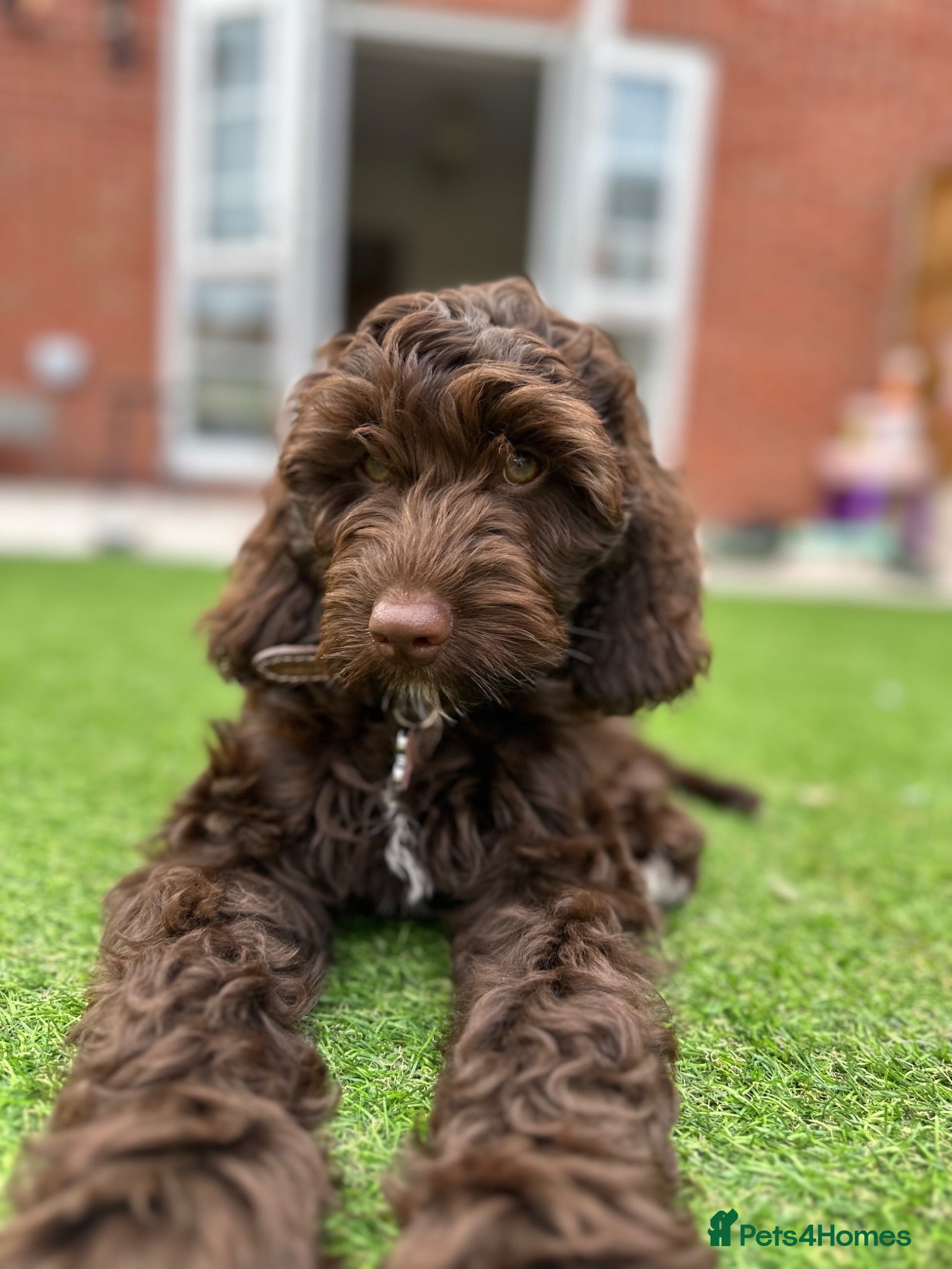 Sproodle dogs Beautiful Bella - Advert 17
