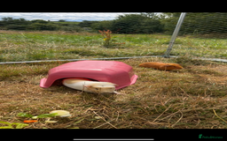 Guinea Pig rodents for sale: Male guinea pigs X3 NEED REHOMING ASAP  - Image 4