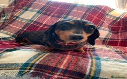 Miniature Dachshund dogs for sale: Minature daschund female  - Image 1
