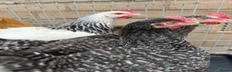 Chickens poultry for sale: 5 chickens jersey giant and one naked neck  - Advert 1