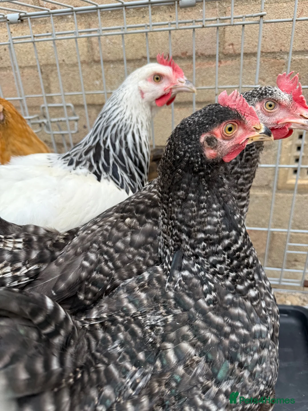 Chickens poultry for sale: 5 chickens jersey giant and one naked neck  - Advert 1