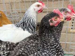 Chickens poultry 5 chickens jersey giant and one naked neck - Advert 1