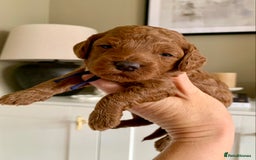 Cockapoo dogs for sale: 3 Stunning Dark Red Cockapoo Puppies - Image 6