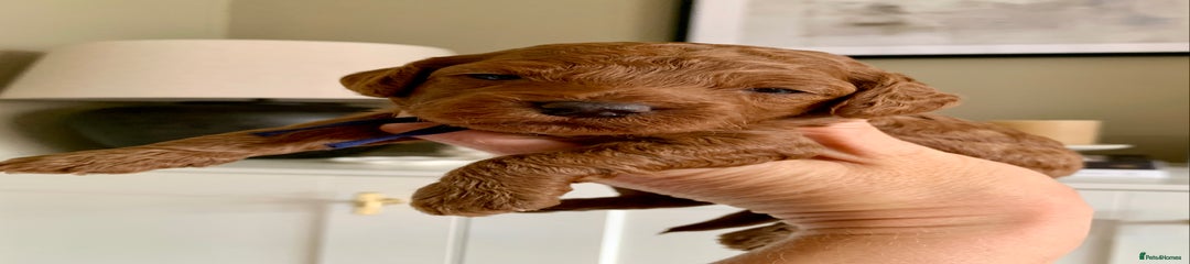 Cockapoo Puppy 2