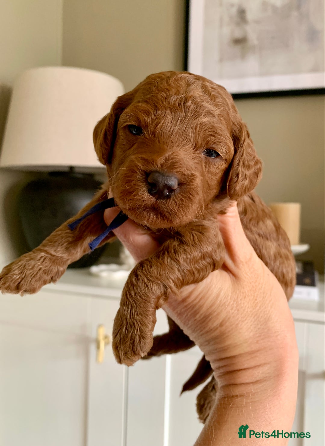 Cockapoo dogs for sale: 3 Stunning Dark Red Cockapoo Puppies - Image 6